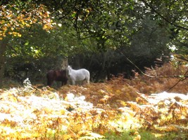 The New Forest